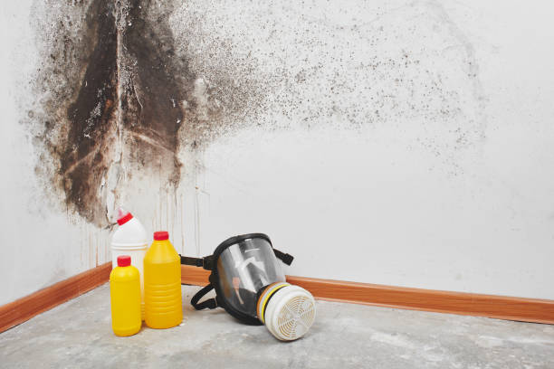 Office Mold Removal Services in Noel, MO