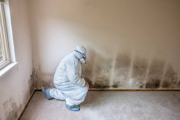 Water Damage Restoration in Noel, MO